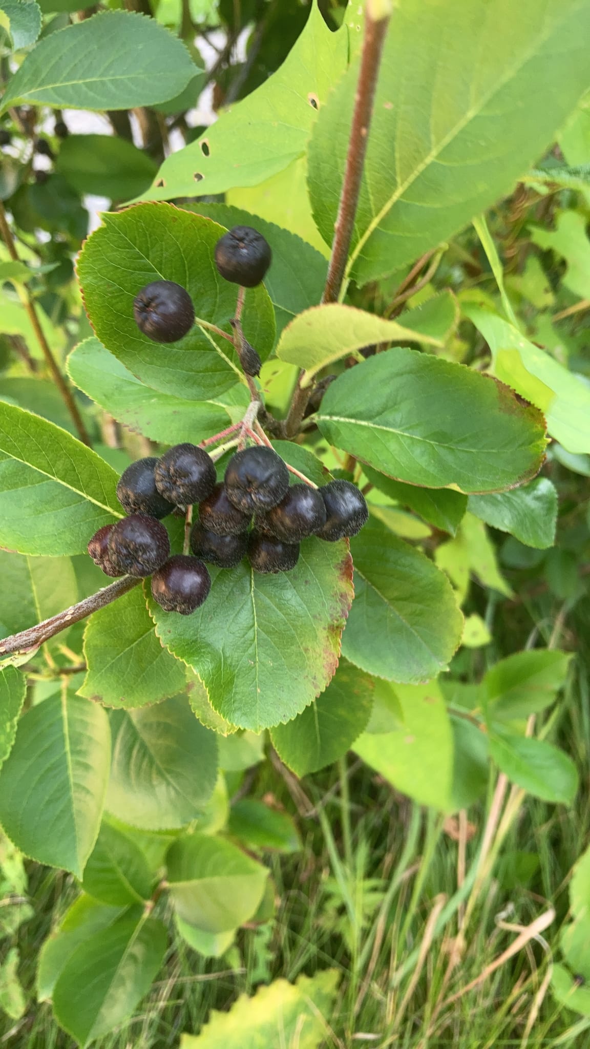 Aronia / Black Chokeberry