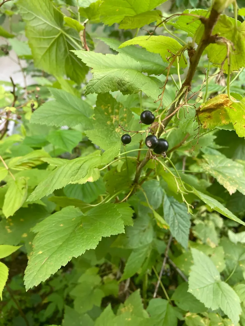 Black Currant
