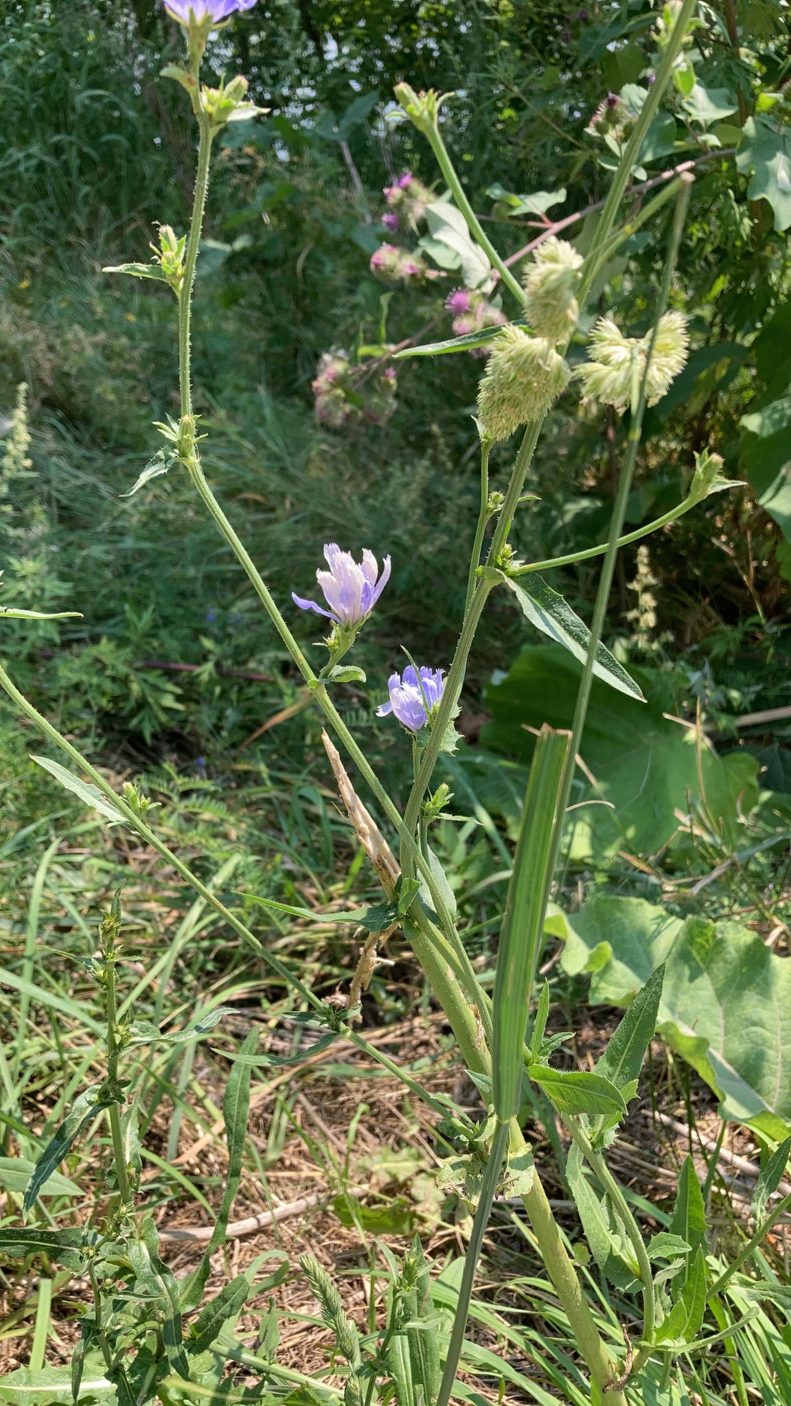 Chicory