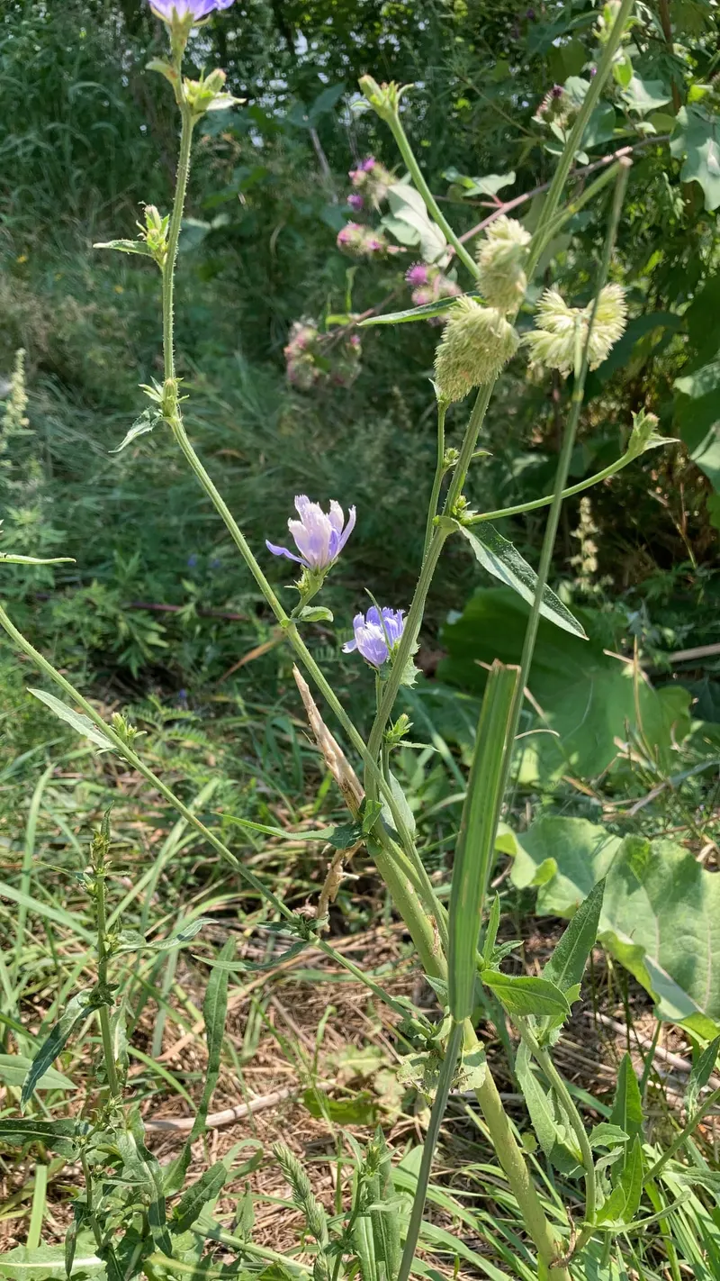 Chicory