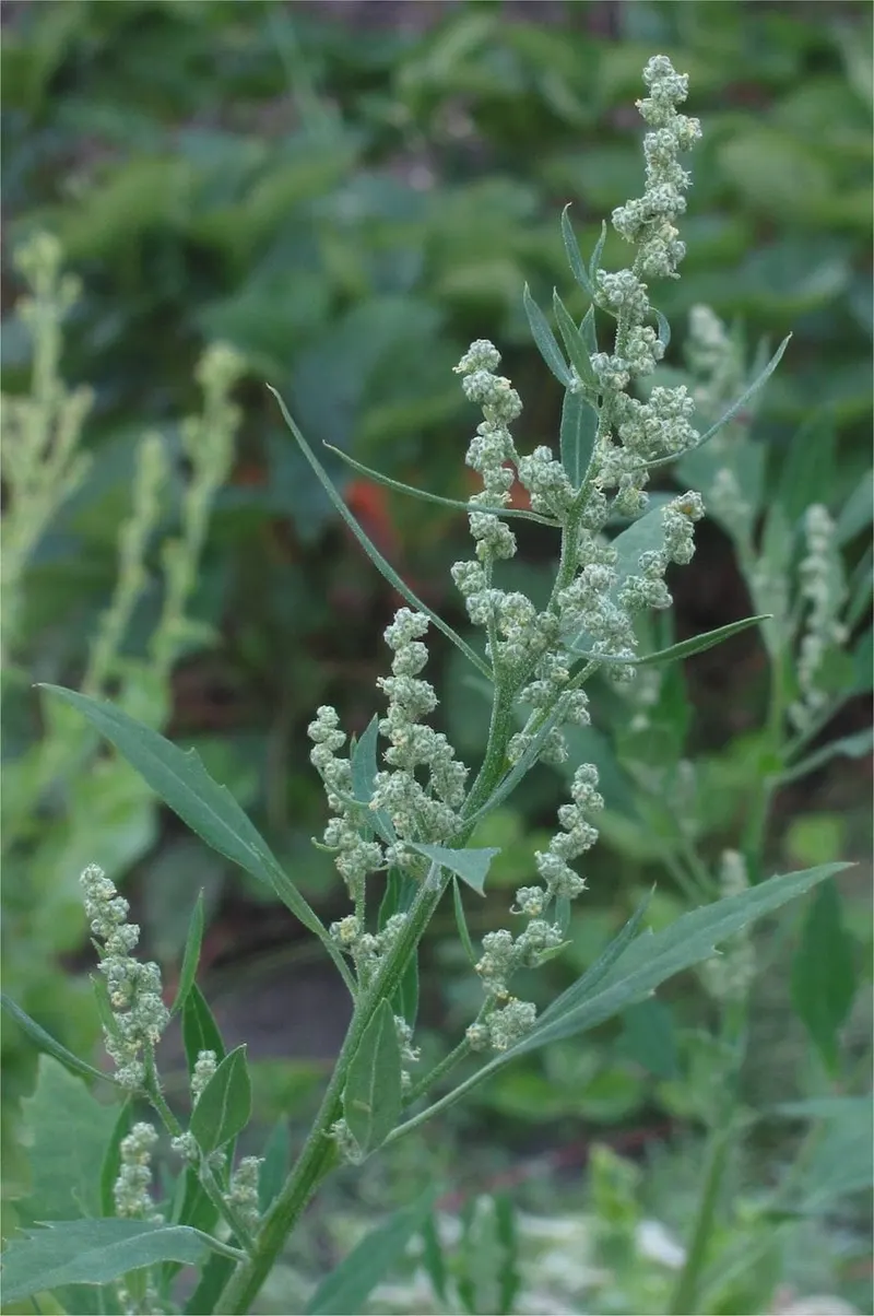 Lamb's Quarters