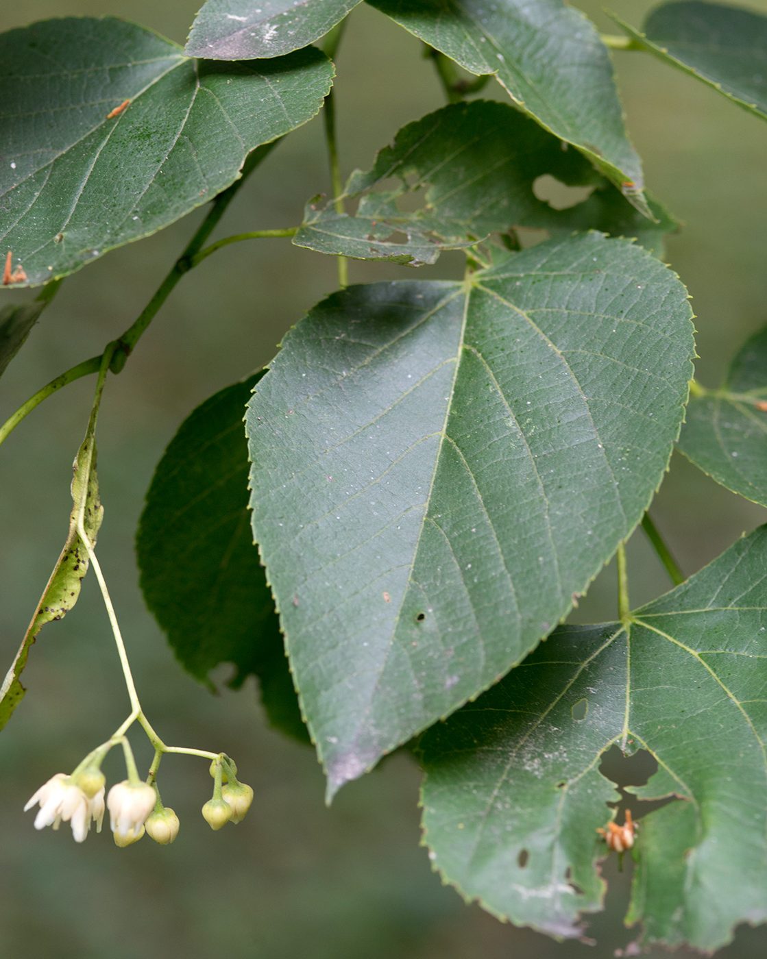 Linden / Basswood