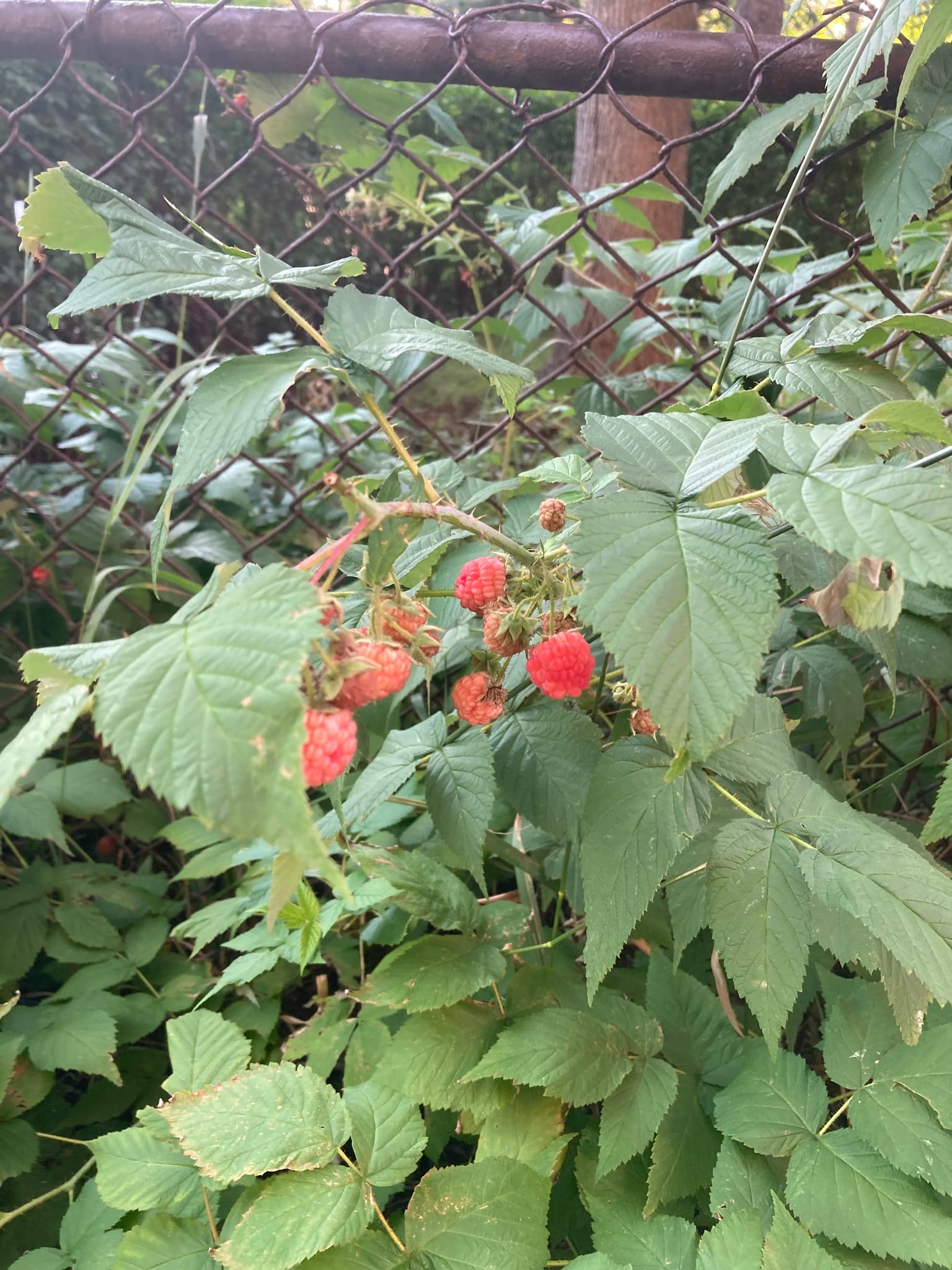 Red Raspberry