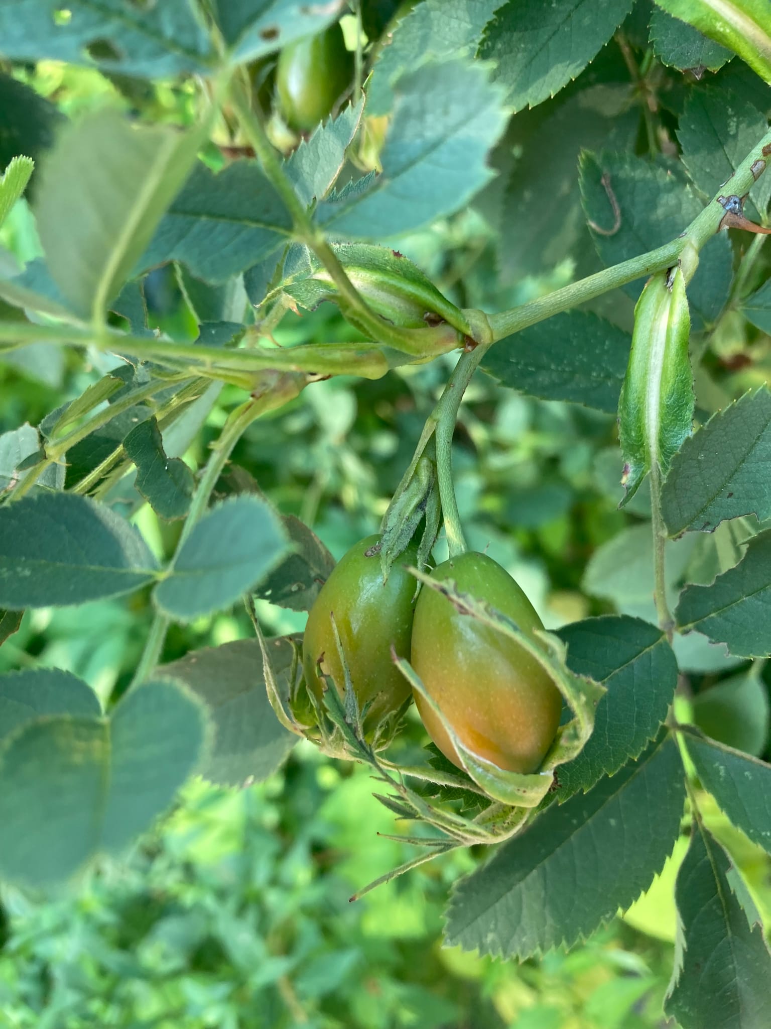 Rose Hips