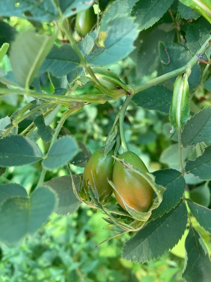 Rose Hips