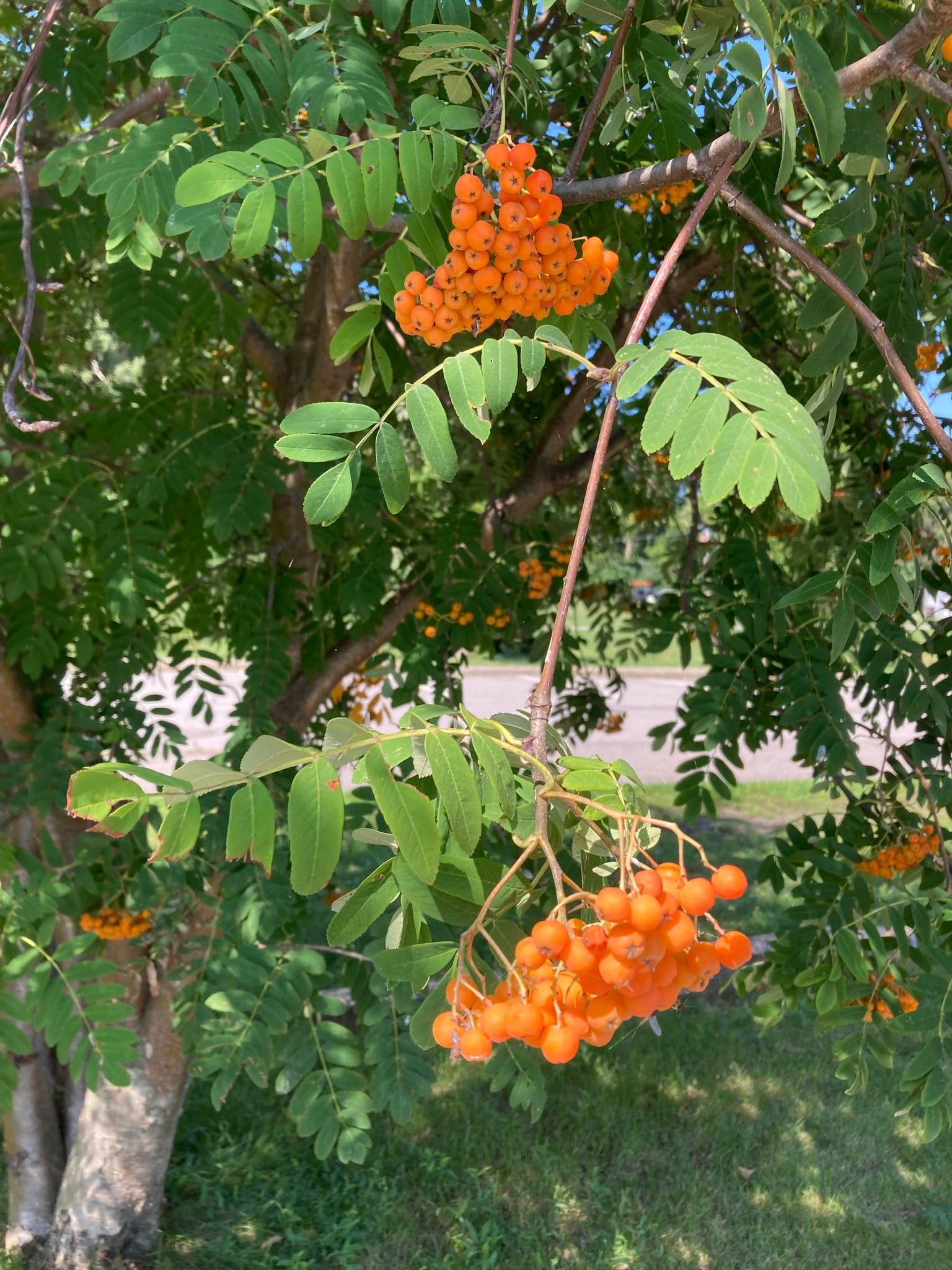 Rowan / Mountain-Ash