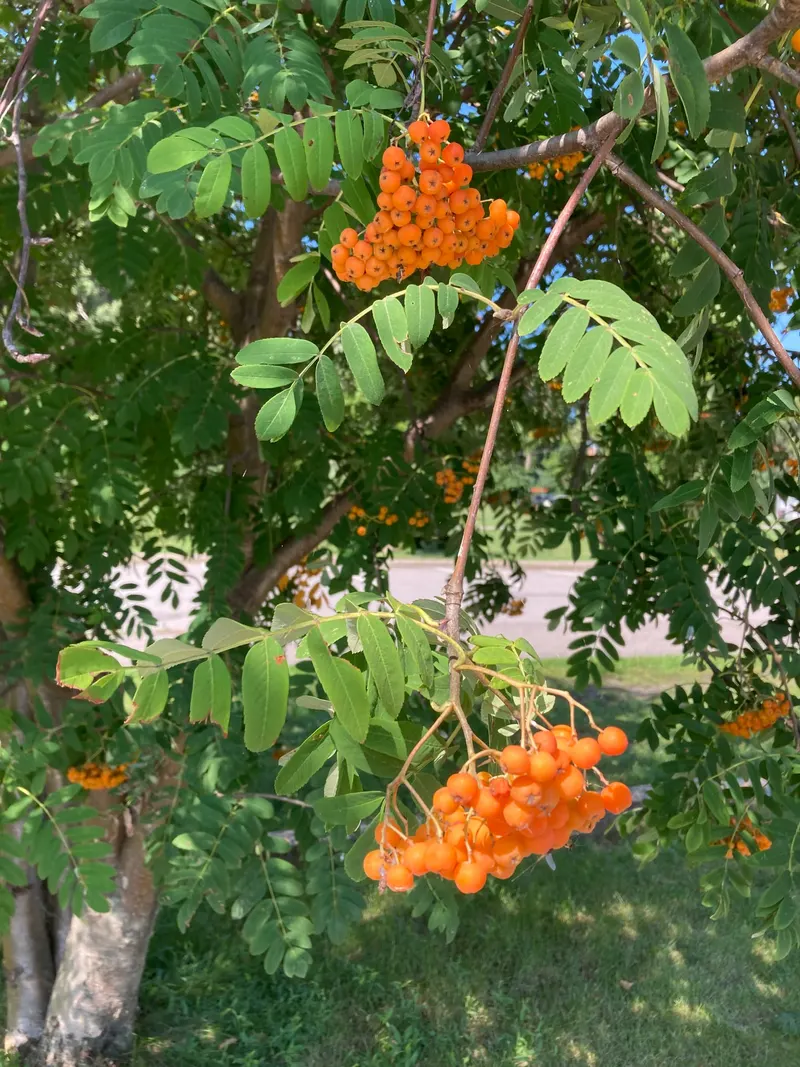 Rowan / Mountain-Ash