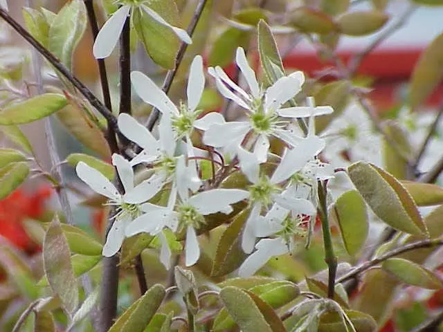Serviceberry / Saskatoon