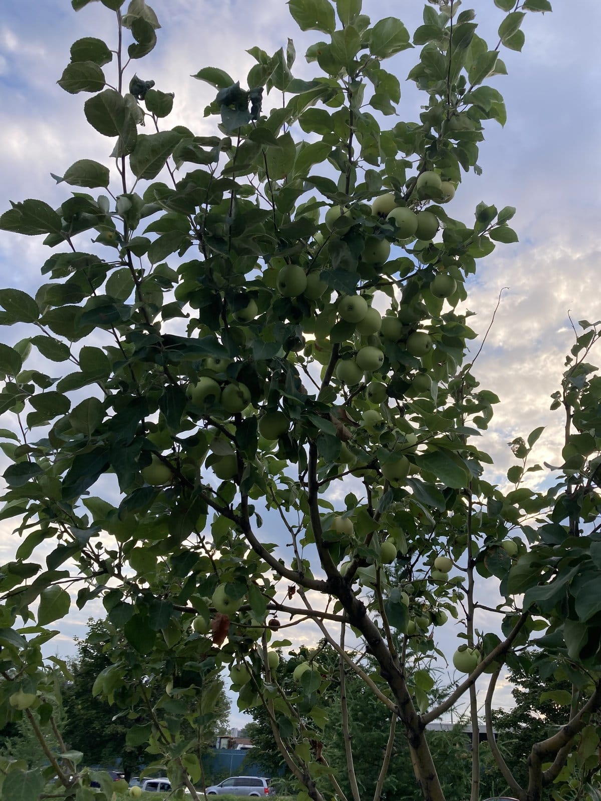 Apple