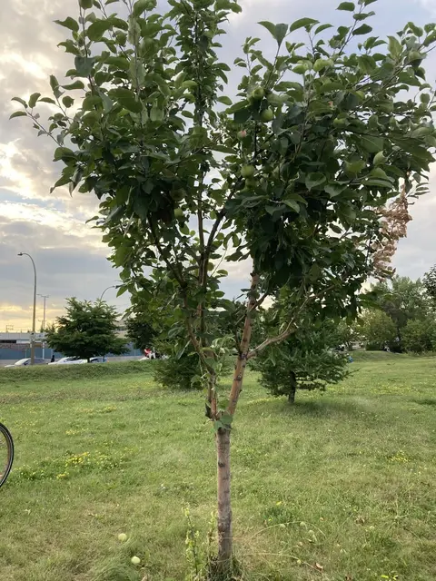 Young apple tree in the row along the bike path.