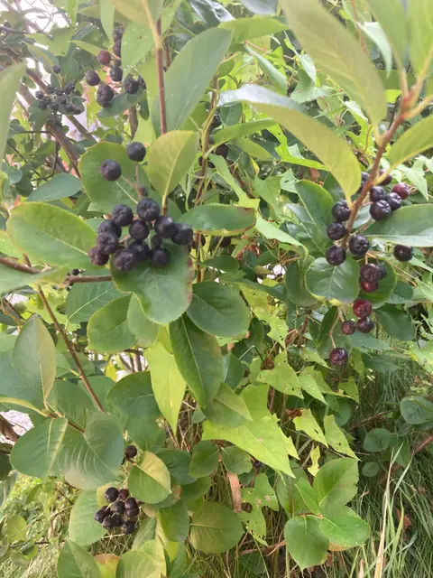 Loose flat clusters ripening along the branch.