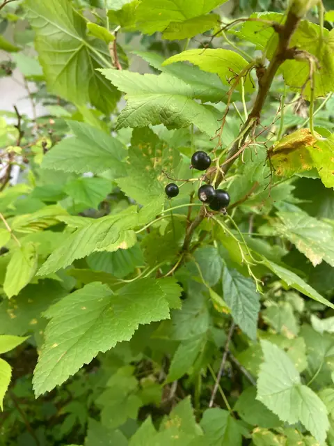 Glossy black berries in a short cluster on aromatic maple-lobed leaves.