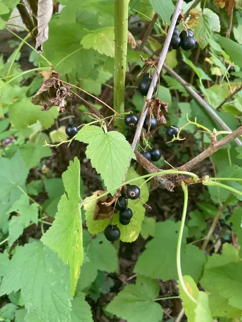 Thornless stems; toothed palmate leaves.