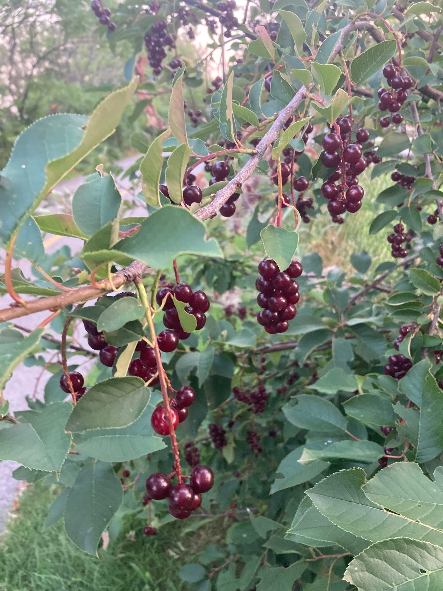 Chokecherry