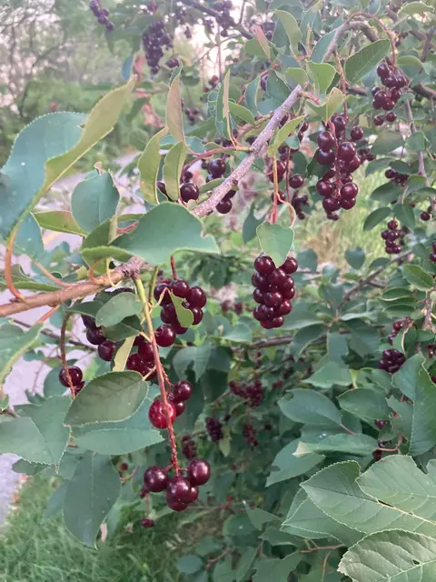 Ripe dark clusters — many cherries on a single drooping raceme; finely toothed oval leaves.