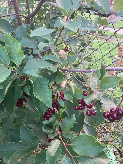 Growing along the community-garden fence, fruit colouring up.