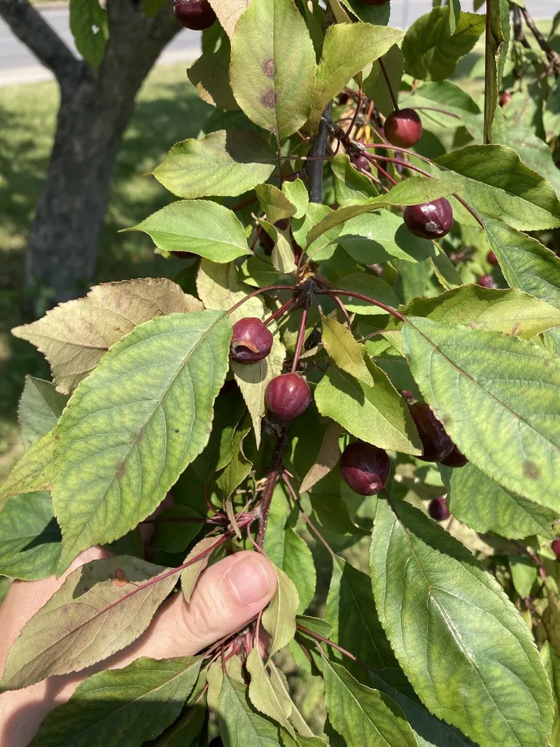 Crabapple