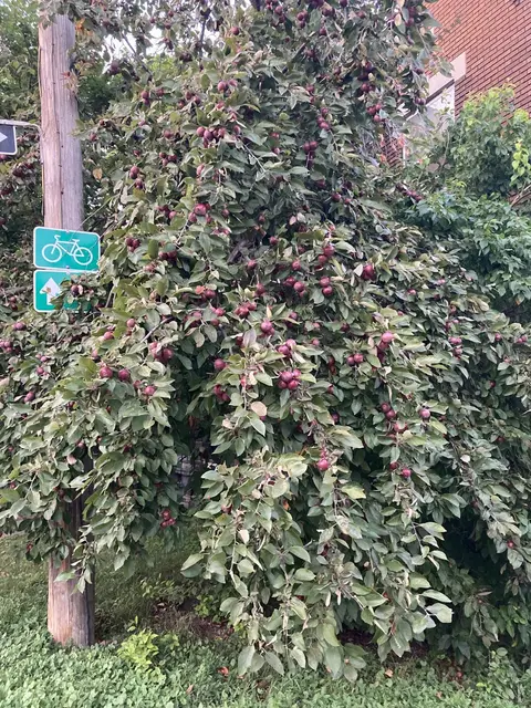 Loaded crabapple at rue de Verdun & Beatty.
