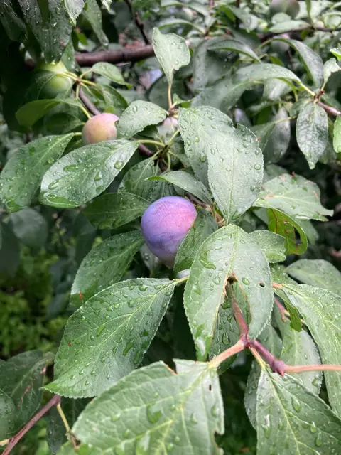 Purple plum with waxy bloom on a street tree, early August.