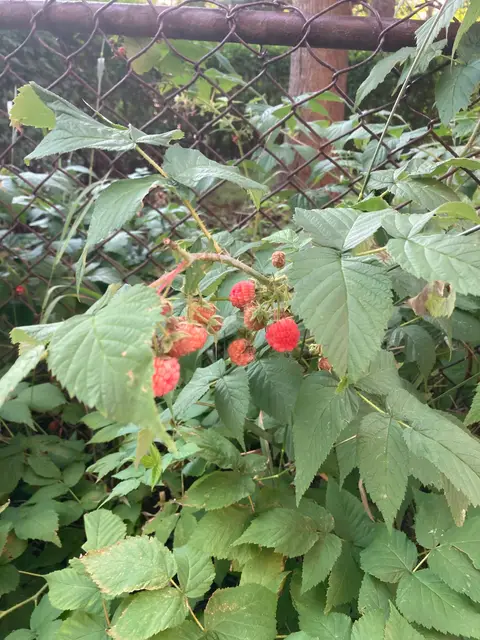 Ripe red berry ready to pull off hollow.