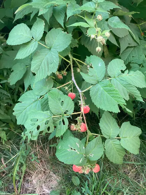 Cane and toothed leaflets — white-woolly beneath.