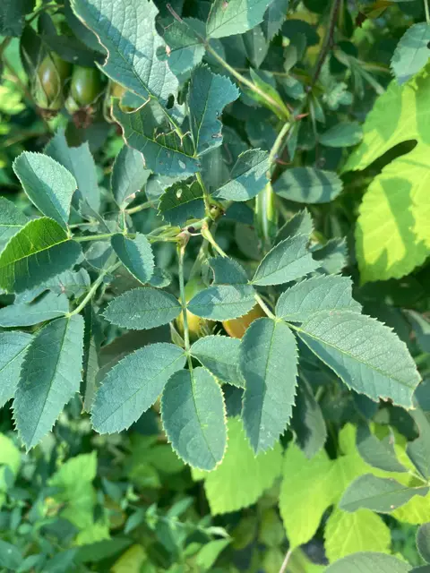 Prickly stems and pinnate, toothed rose leaflets.