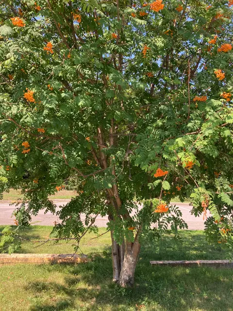 Whole tree beside the path, berries colouring up.