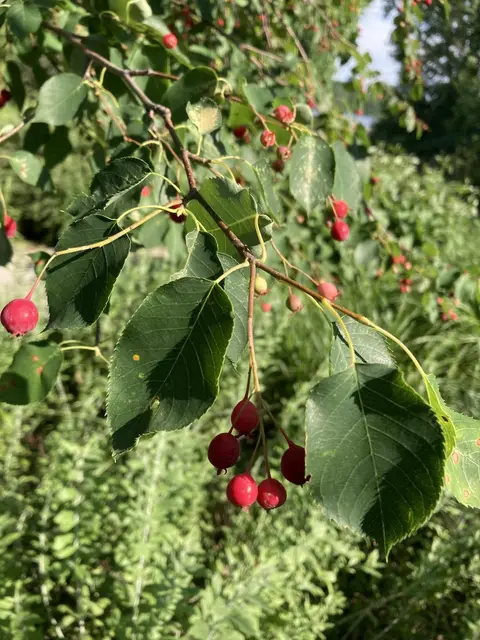 Mapped bush near the Verdun riverfront — red pomes with the star-crown tip.